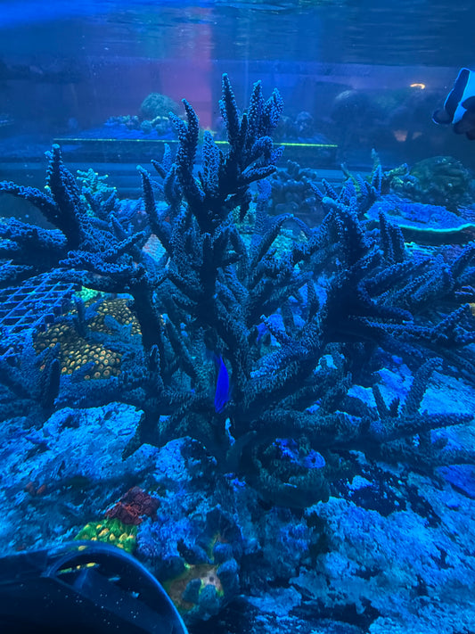 Tricolor Staghorn Acro
