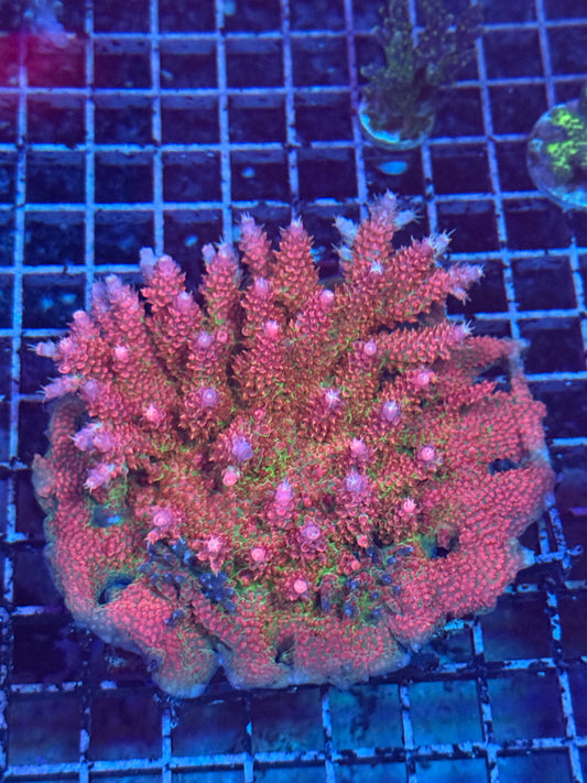 Princess Peach Acro