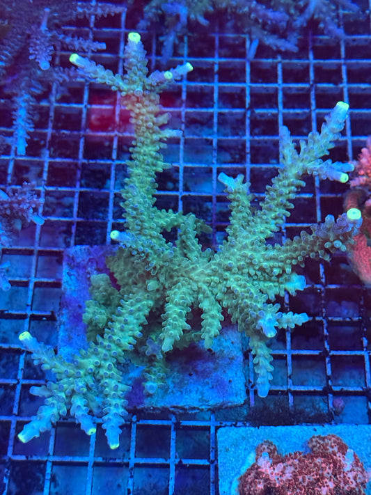 WWC Yellow Tip Acro