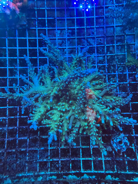 Oregon Tort Acro