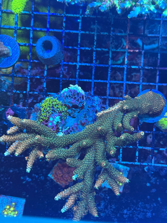 Sunset Millepora